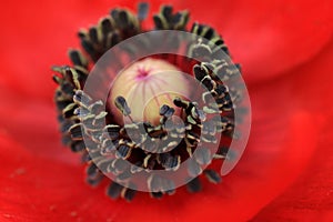 Flower pollens macro