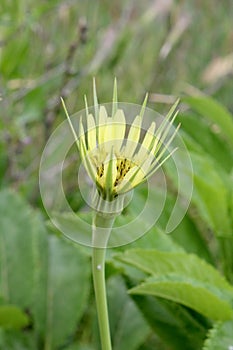 flower polsko photo