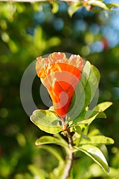 The flower of a pomegranate fruit