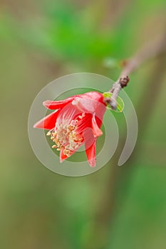 Flower of pomegranate fruit