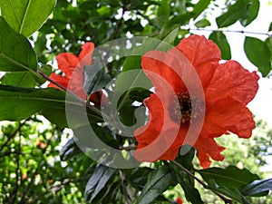 Flower of the pomegranate.