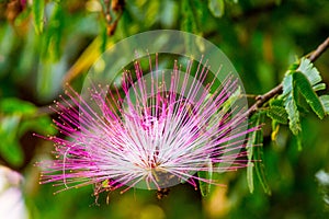 Flower pompom,2