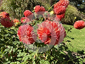 Flower - Pompom dahlia tubers