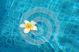 Flor en piscina 