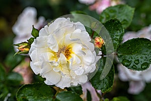 Flower of Shrub Rose