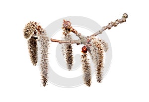 Flower of poplar aspen Populus tremula on white background