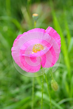Flower of a poppy