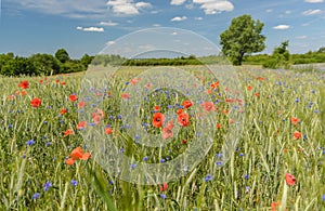 Poppy and corn flowers