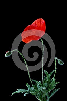 Flower of poppy isolated on black