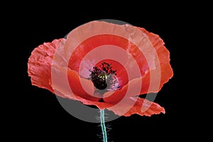 Flower of poppy isolated on black