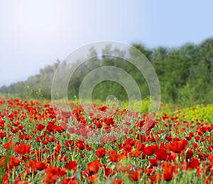 Flower poppy nature meadow