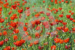 Flower poppy nature meadow