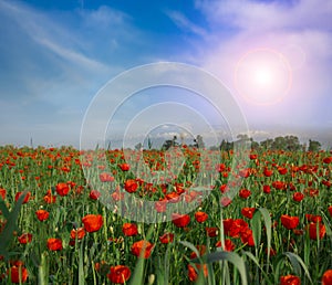 Flower poppy nature meadow  sun