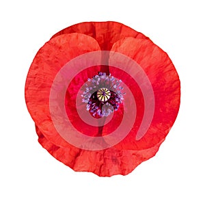 Flower of poppy on white isolated background. Remembrance day,