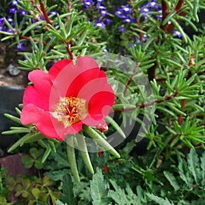 Flower of Portulaca grandiflora