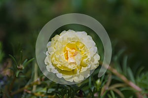 Flower (Portulaca, Moss Rose, Sun plant, Sun Rose Flower)