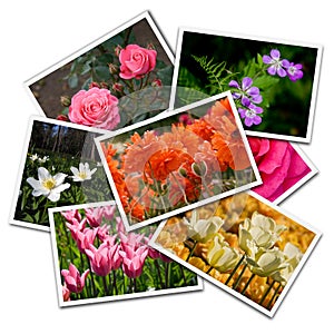 Flower postcards