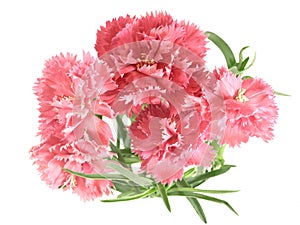 Flower posy of carnations