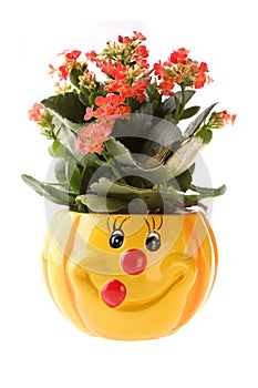 Flower pot