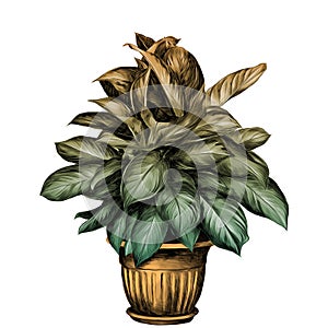 Flower pot aglaonema sketch vector