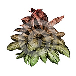 Flower pot aglaonema sketch vector