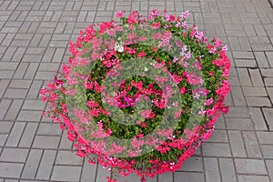 Flower pot with blooming pink ivy-leaved geranium