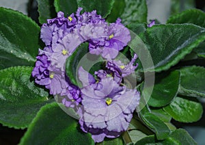 Flower pot of blossoming purple African violets .Saintpaulia