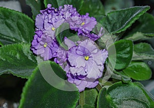 Flower pot of blossoming purple African violets .Saintpaulia