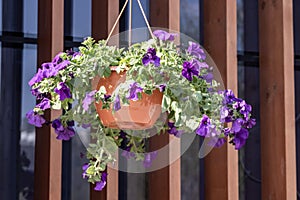 Flower pot with blue petunia flowers dangling from the roof of the house in sunlight