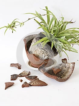 Flower pot broken