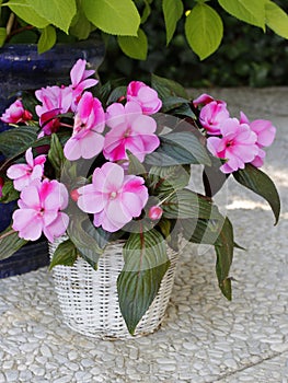 A flower pot with Busy Lizzie flowers on the terrace