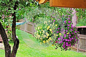 Flower pot with colorful petunia hanging in backyard photo