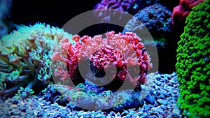 Flower Pot Coral - Goniopora sp.