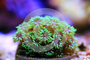 Flower Pot Goniopora sp. LPS coral photo