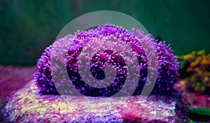 Flower Pot Goniopora sp. LPS coral photo
