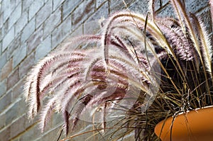 Flower pot hang on the brick wall with feather pennisetum