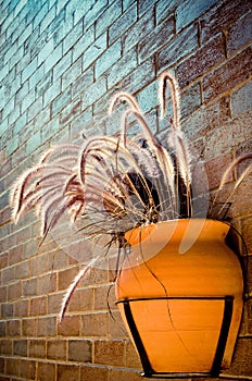 Flower pot hang on the brick wall with feather pennisetum