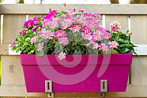 Flower pot hanging on wooden fence