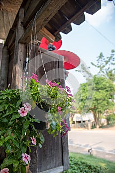 A flower on pot hanging with wooden window in old style