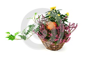 flower pot of heather with mini pumpkins on isolated white background. Halloween.