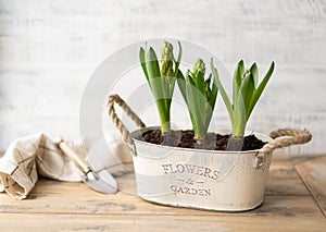 Flower pot with hyacinths and garden tools. Gardening hobby, spring and primroses