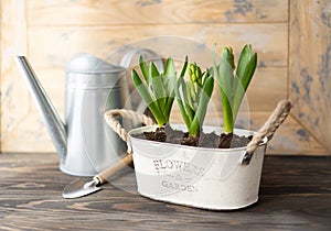 Flower pot with hyacinths and garden tools. Gardening hobby, spring and primroses