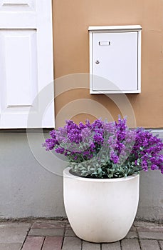 Flower pot and mail box