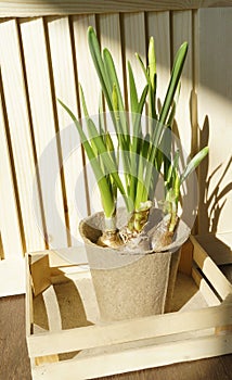 Flower in a pot. Narcissus in a flower pot of a kraft color in a wooden box. Wood background. Planting of plants.