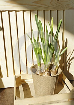 Flower in a pot. Narcissus in a flower pot of a kraft color in a wooden box. Wood background. Planting of plants.