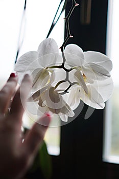 Flower pot near a big window. White orchid on the windowsill