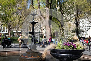 Flower Pot next to the Fountain at Madison Square Park in New York City during Spring