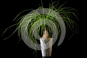 Flower in pot, Nolina