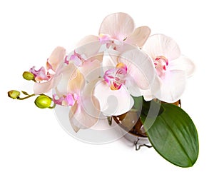 Flower pot with orchid isolated on white