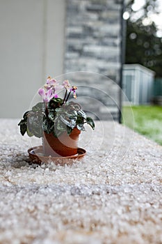 Flower pot on outdoor table covered in hail after a storm. Climate change background, vertical